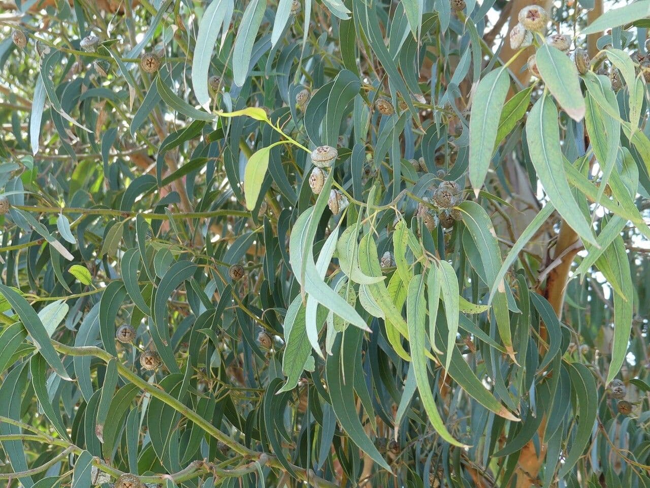 Blauer Eukalyptus 30