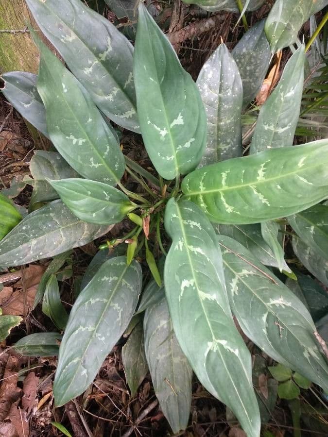Aglaonema 2