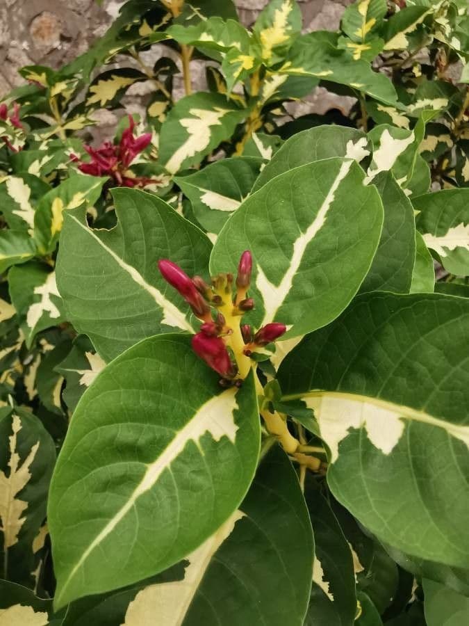 Graptophyllum pictum 7