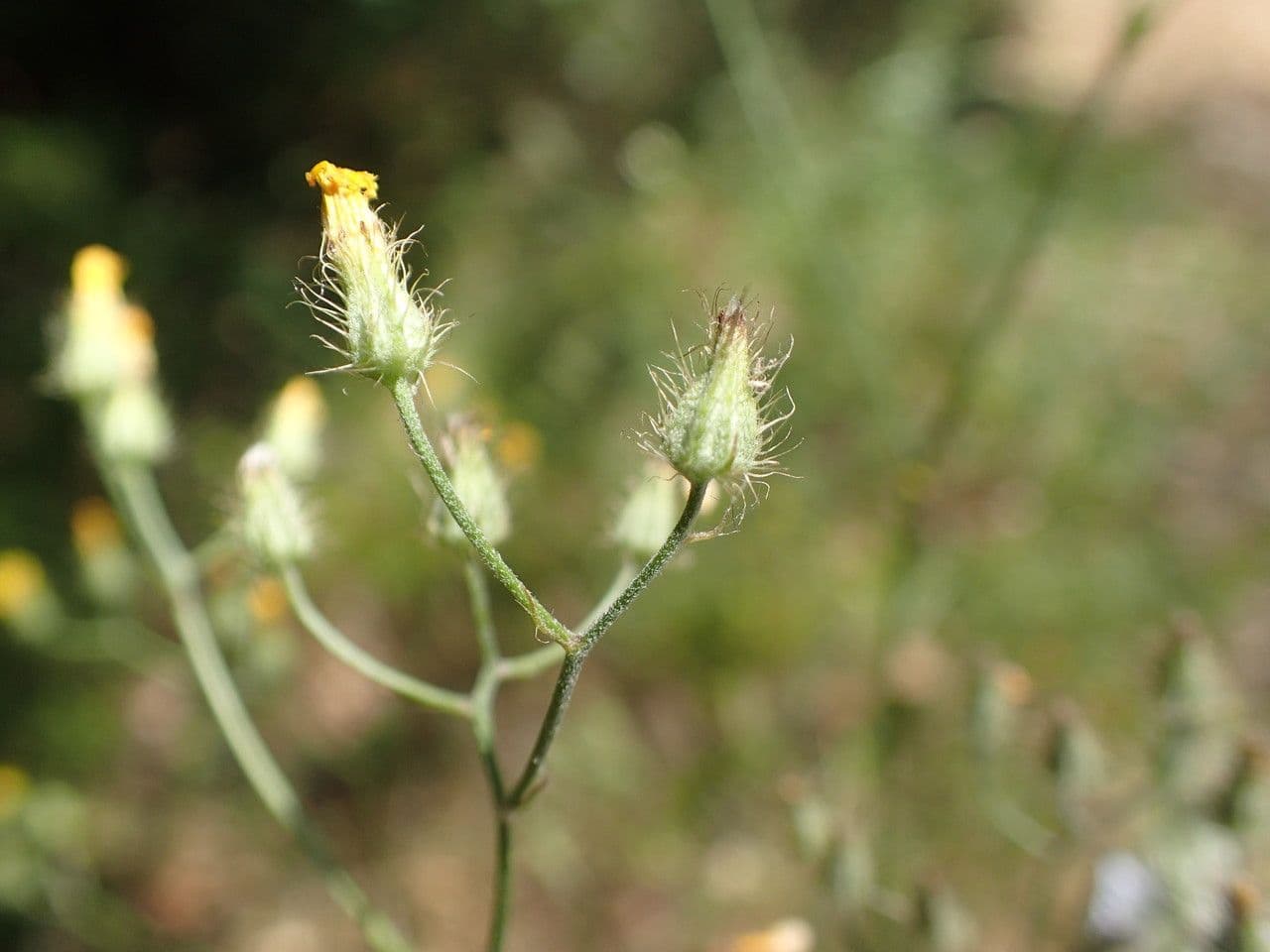 Kleinblütige Pippau 5