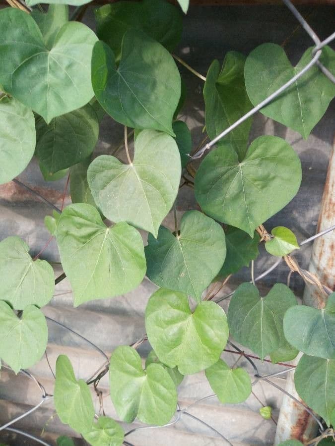 Ipomoea tmavá 19