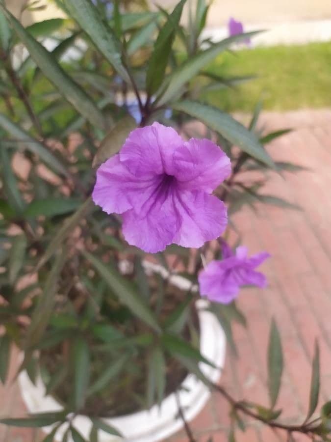 Ruellia simplex 5