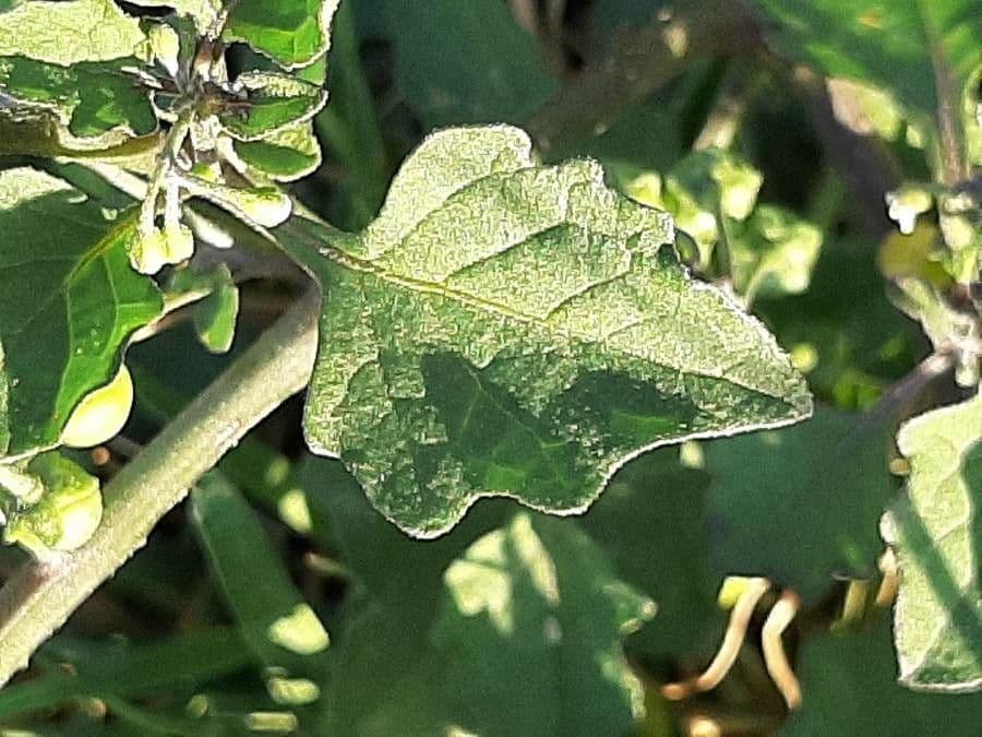 Solanum villosum 19