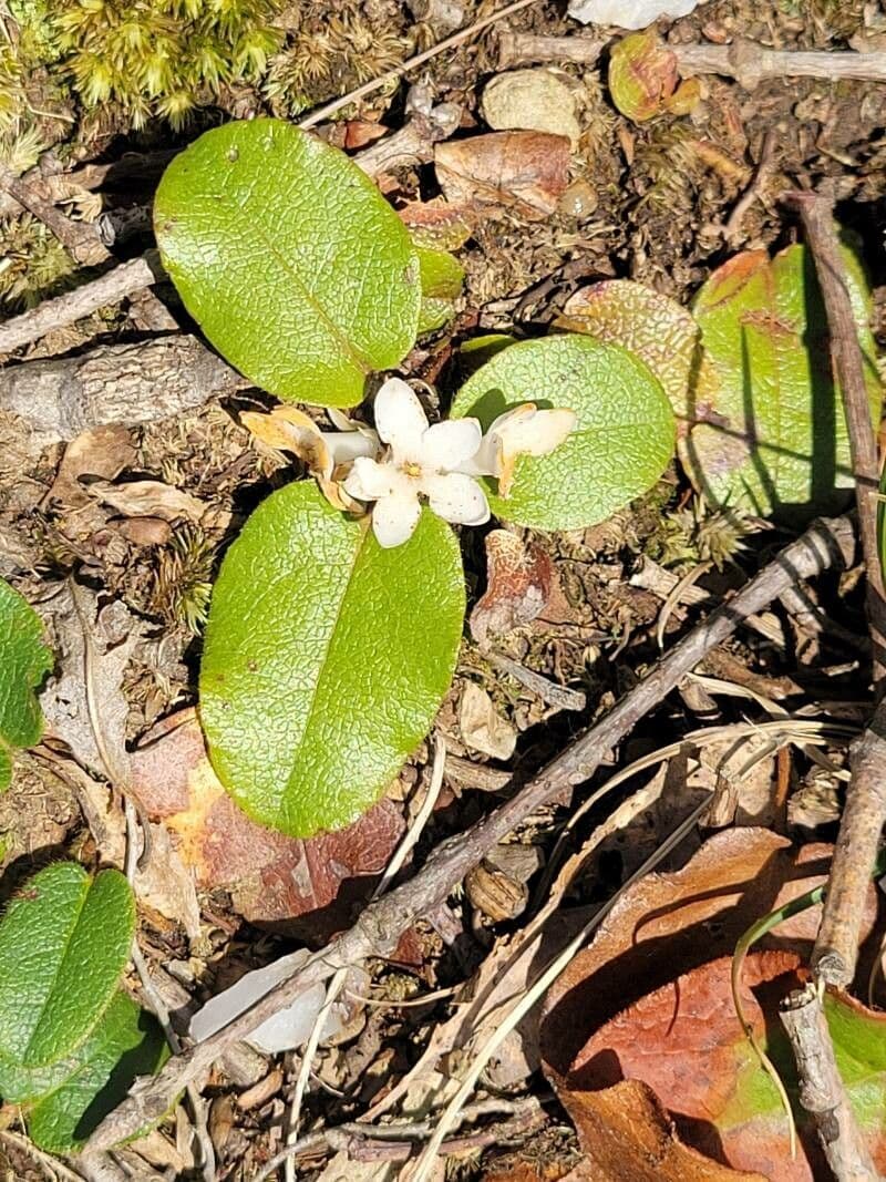 Epigaea repens 3