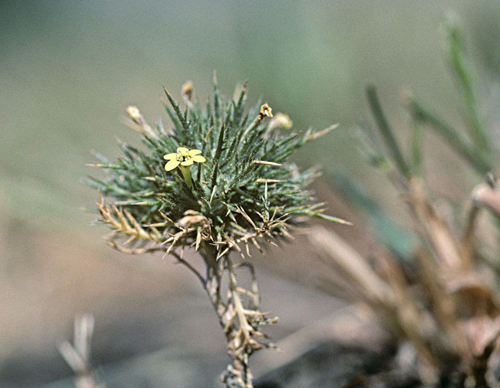 Navarretia 2