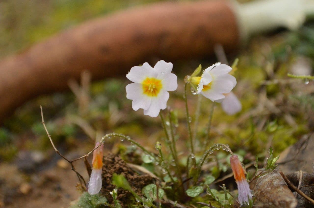 Styloide Glockenblume 6