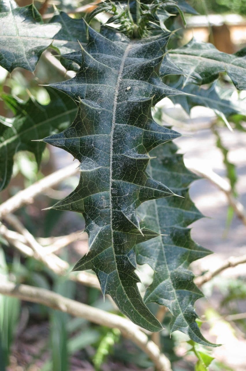 Acanthus 9