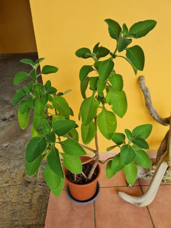 Coleus barbato 15