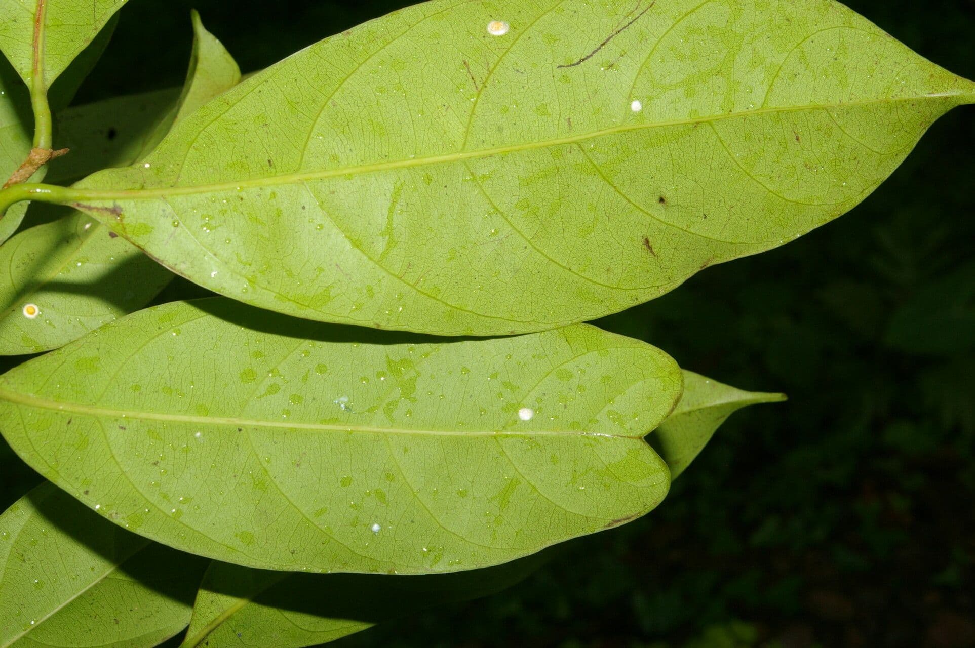 Pouteria