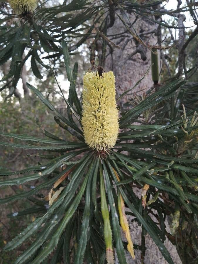 Banksia attenuata