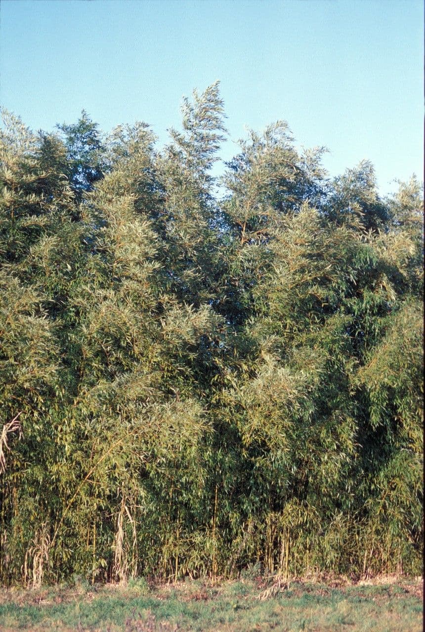 Bambù