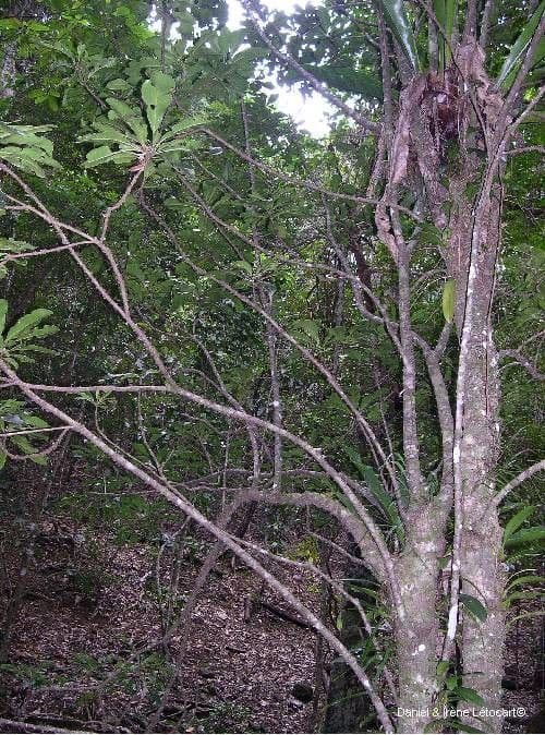Planchonella