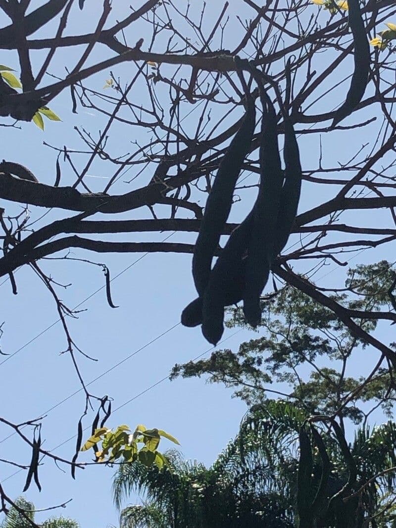 Parkia biglobosa 2