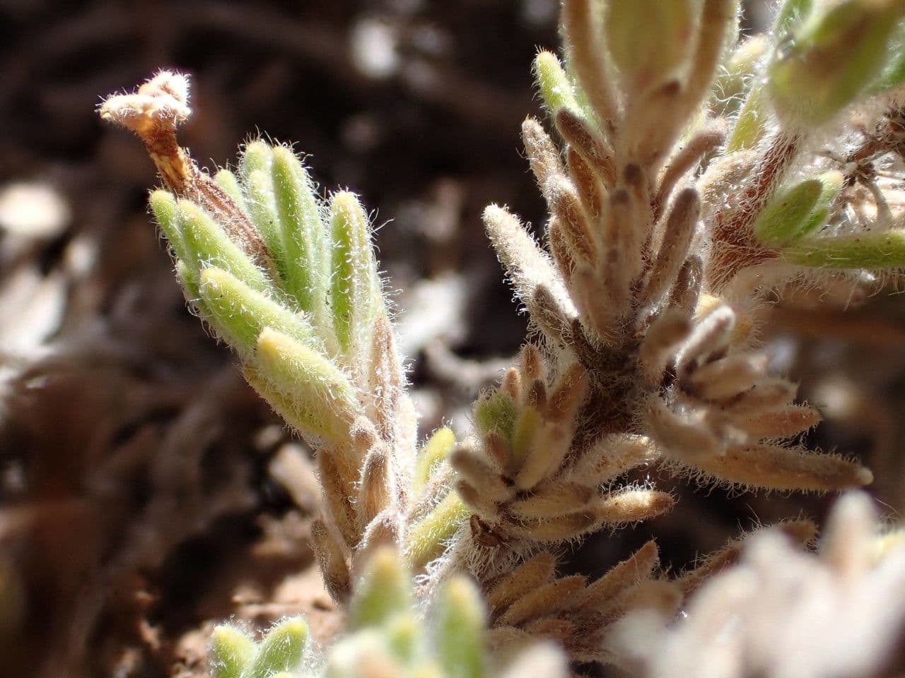 Micromeria 7