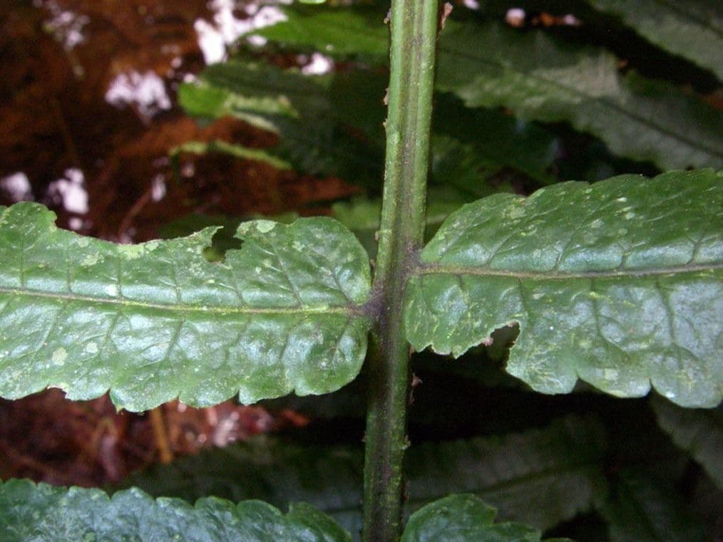 Stigmatopteris 5