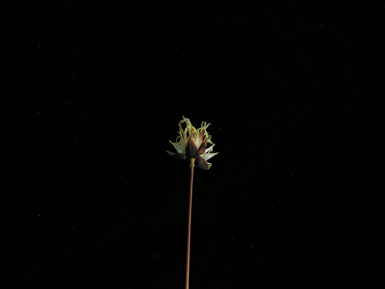 Juncus 2