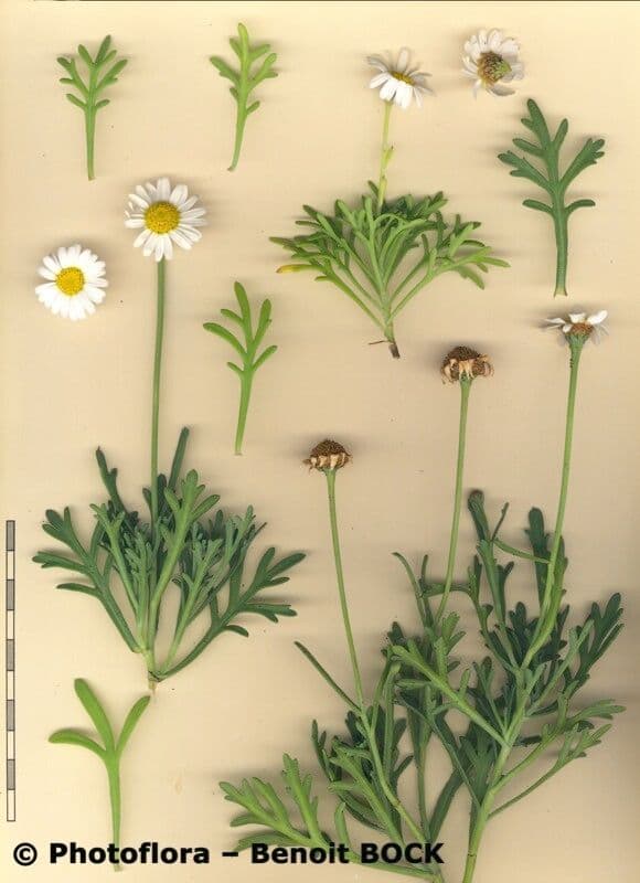 Argyranthemum 16