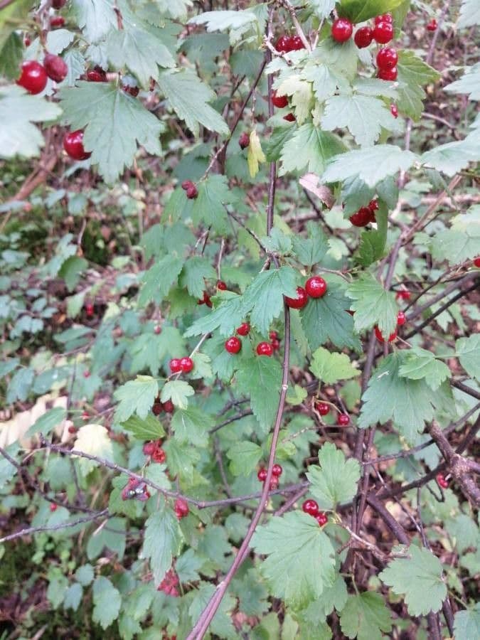 Ribes alpino 3