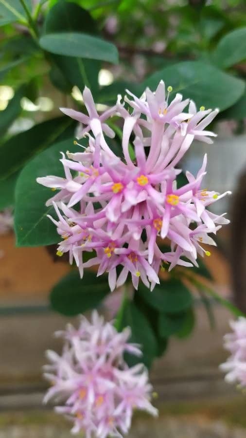 Dais cotinifolia 5