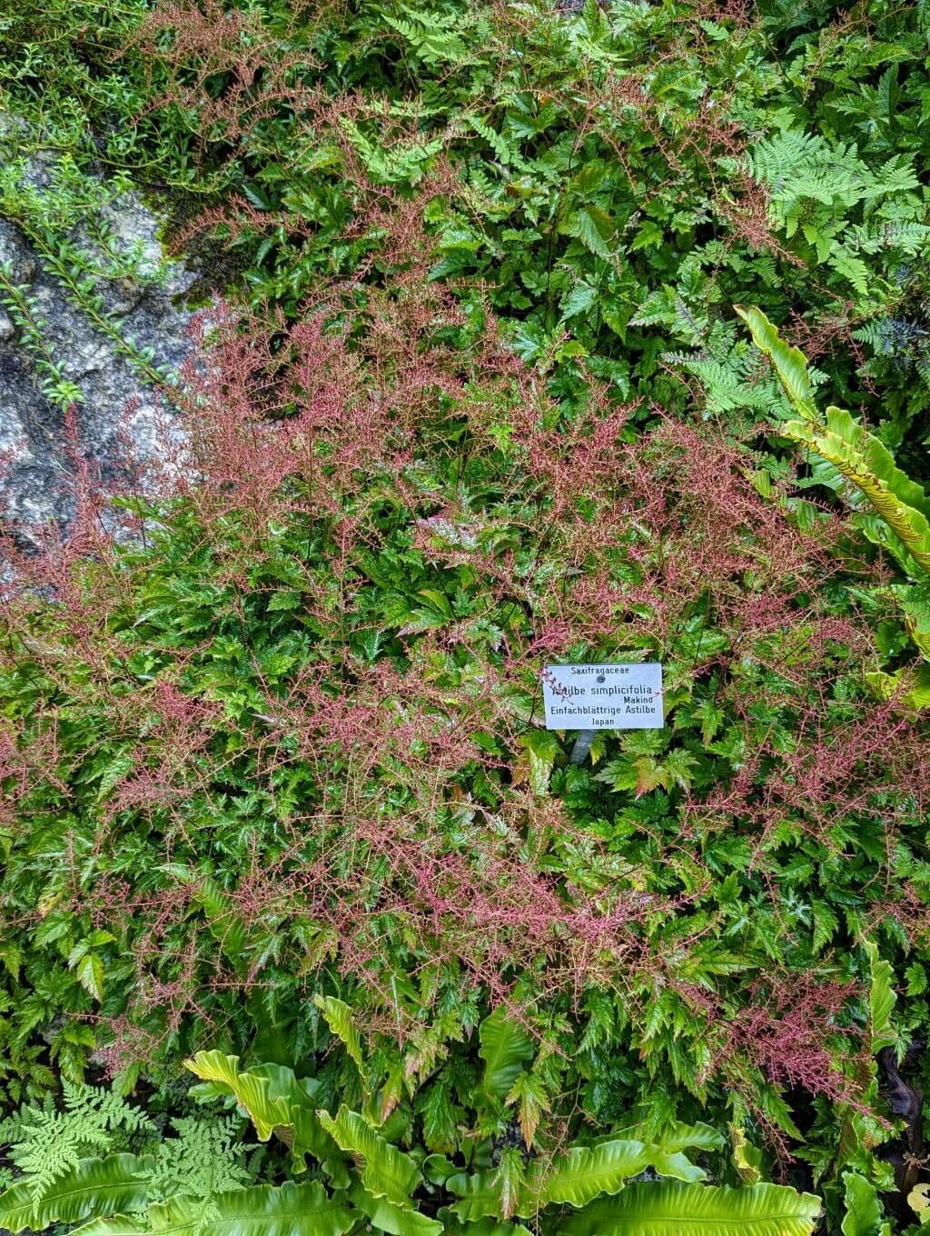 Astilbe 4