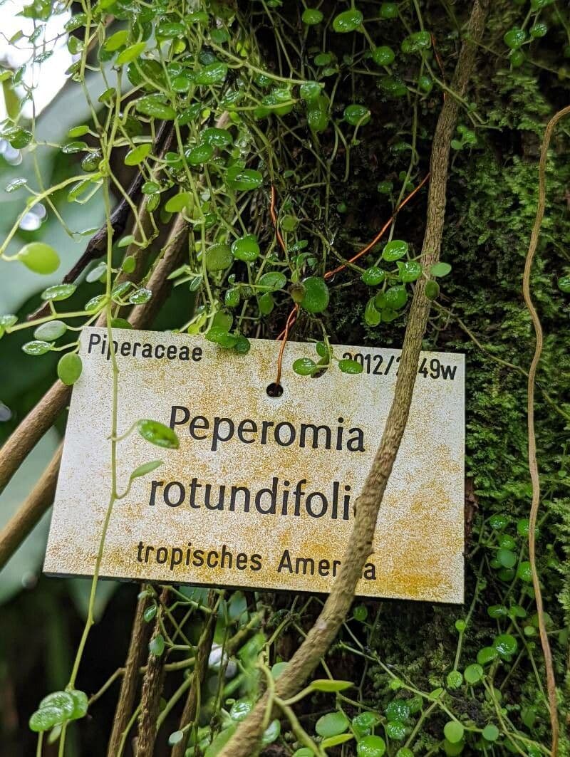 Peperomia 24