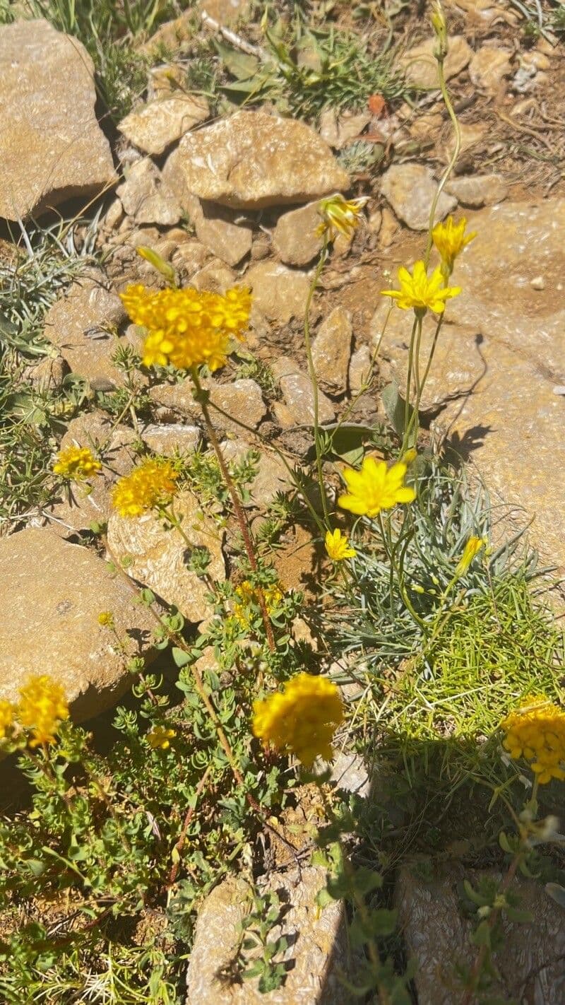 Achillée dorée