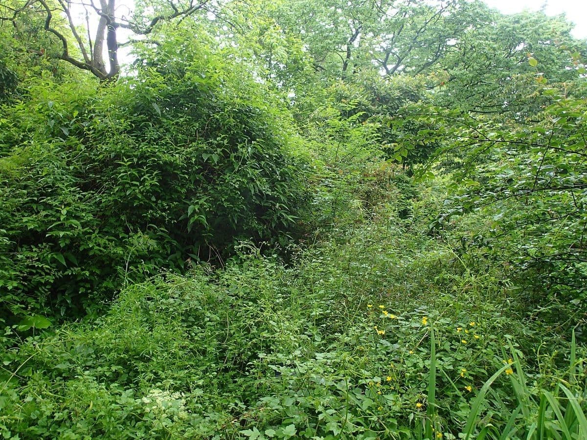 Różanecznik 8