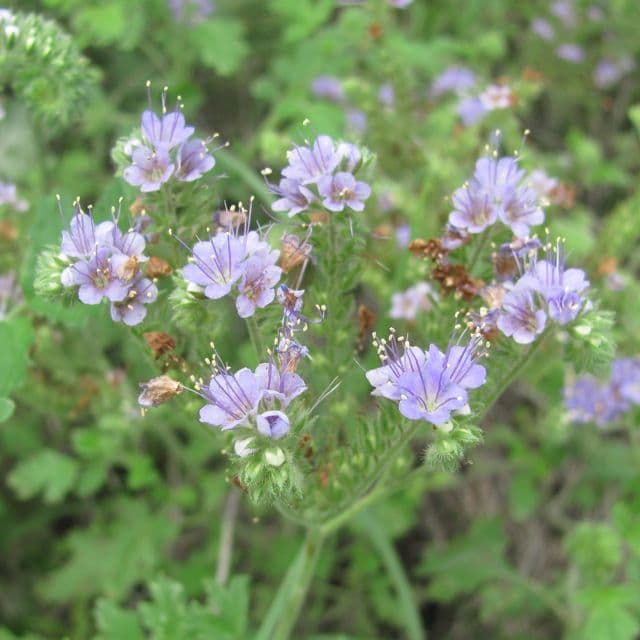 Facelia zbita 2