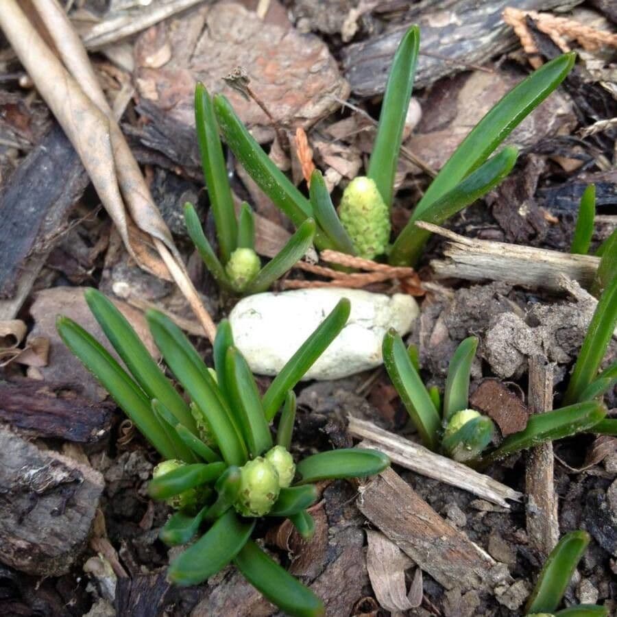 Muscari armeniaco 19