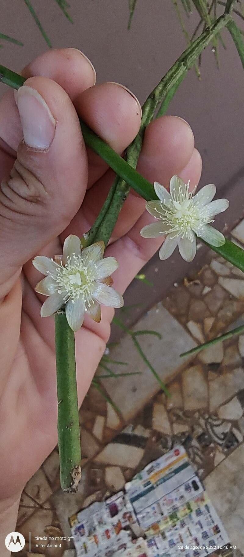 Rhipsalis