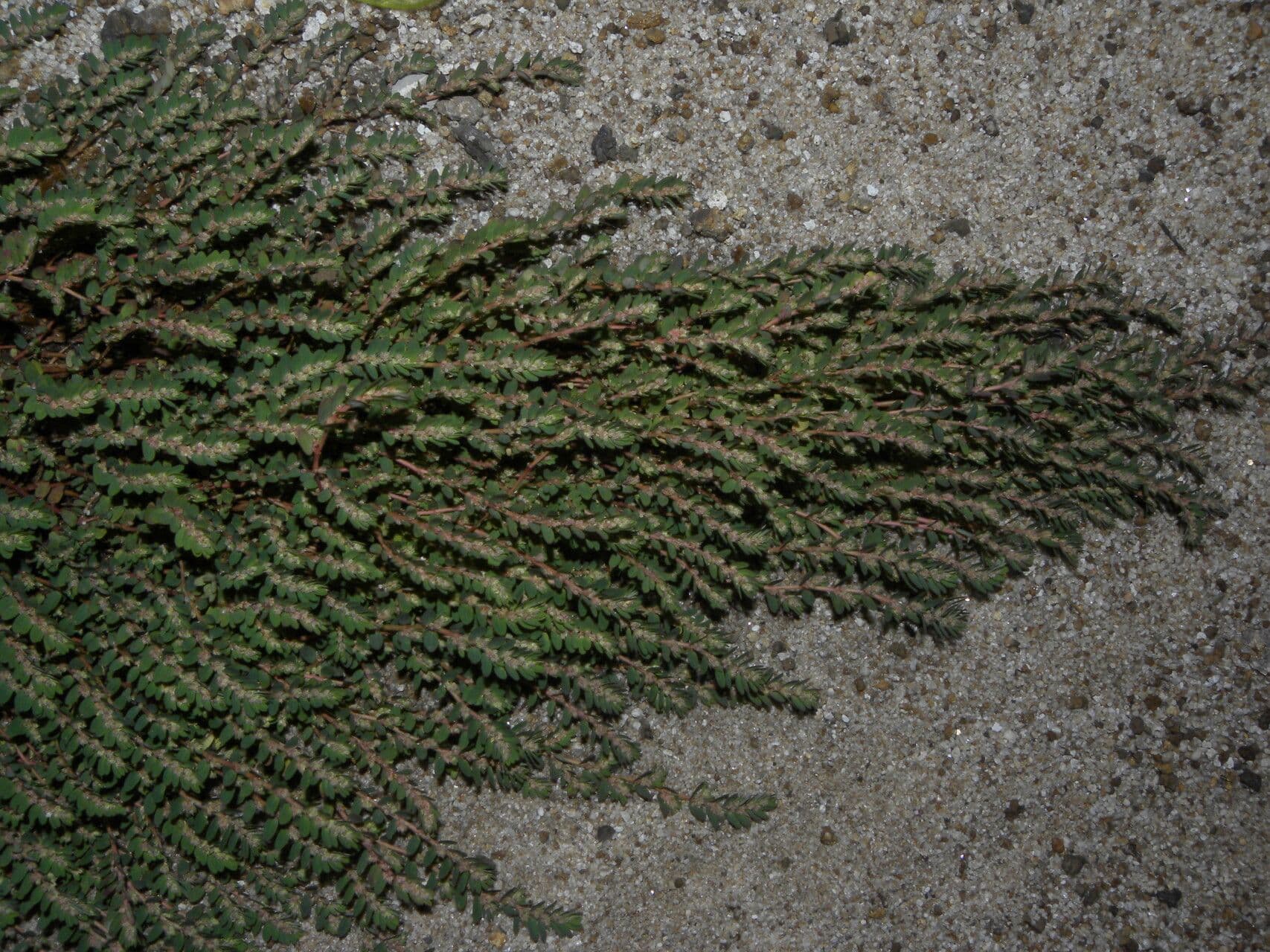 Euforbia timo 3