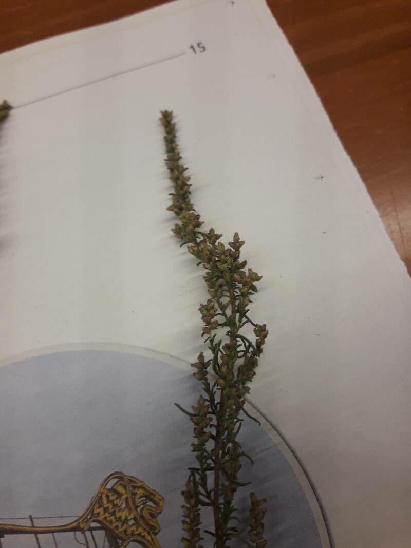 Field sagewort 22