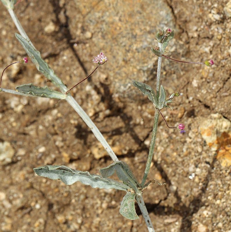 Anglestem buckwheat 10