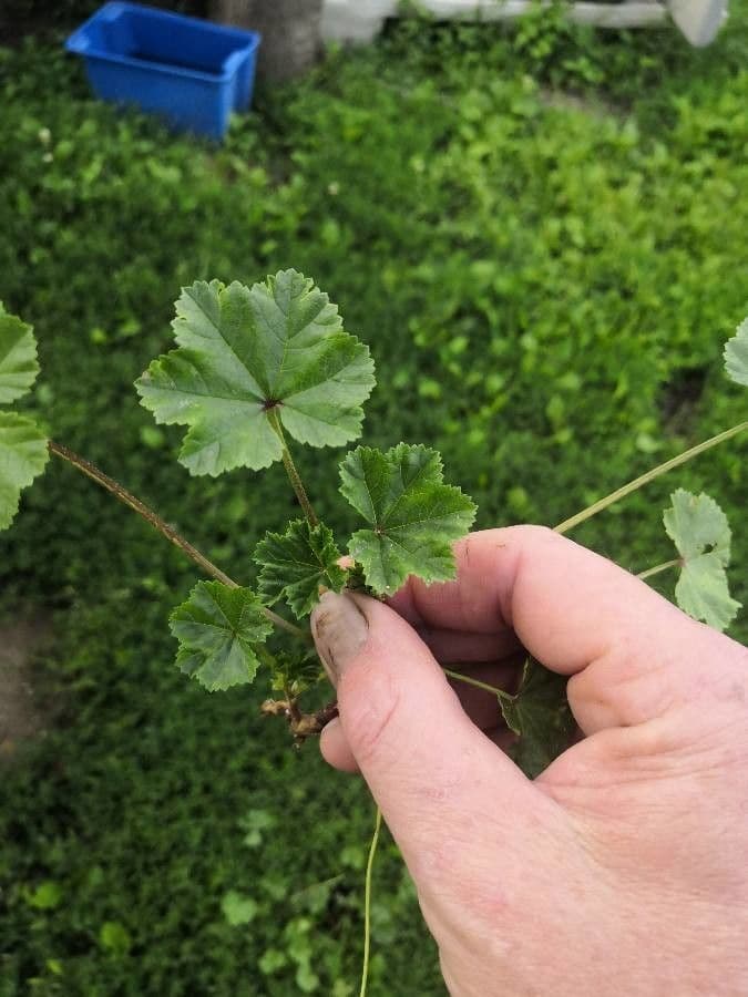 Malva pusilla 19