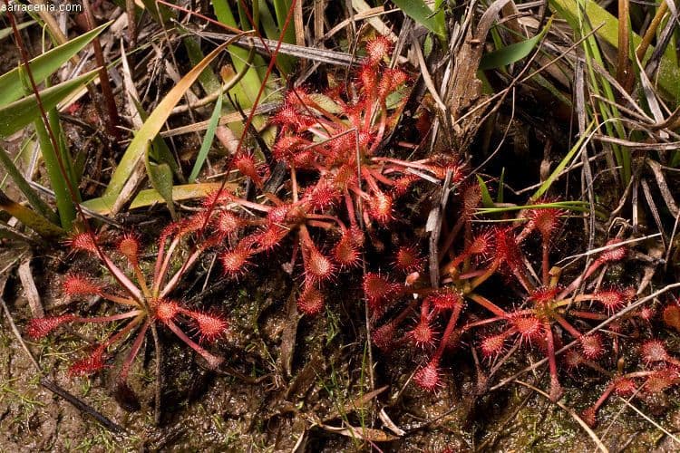 Drosera capillare 17