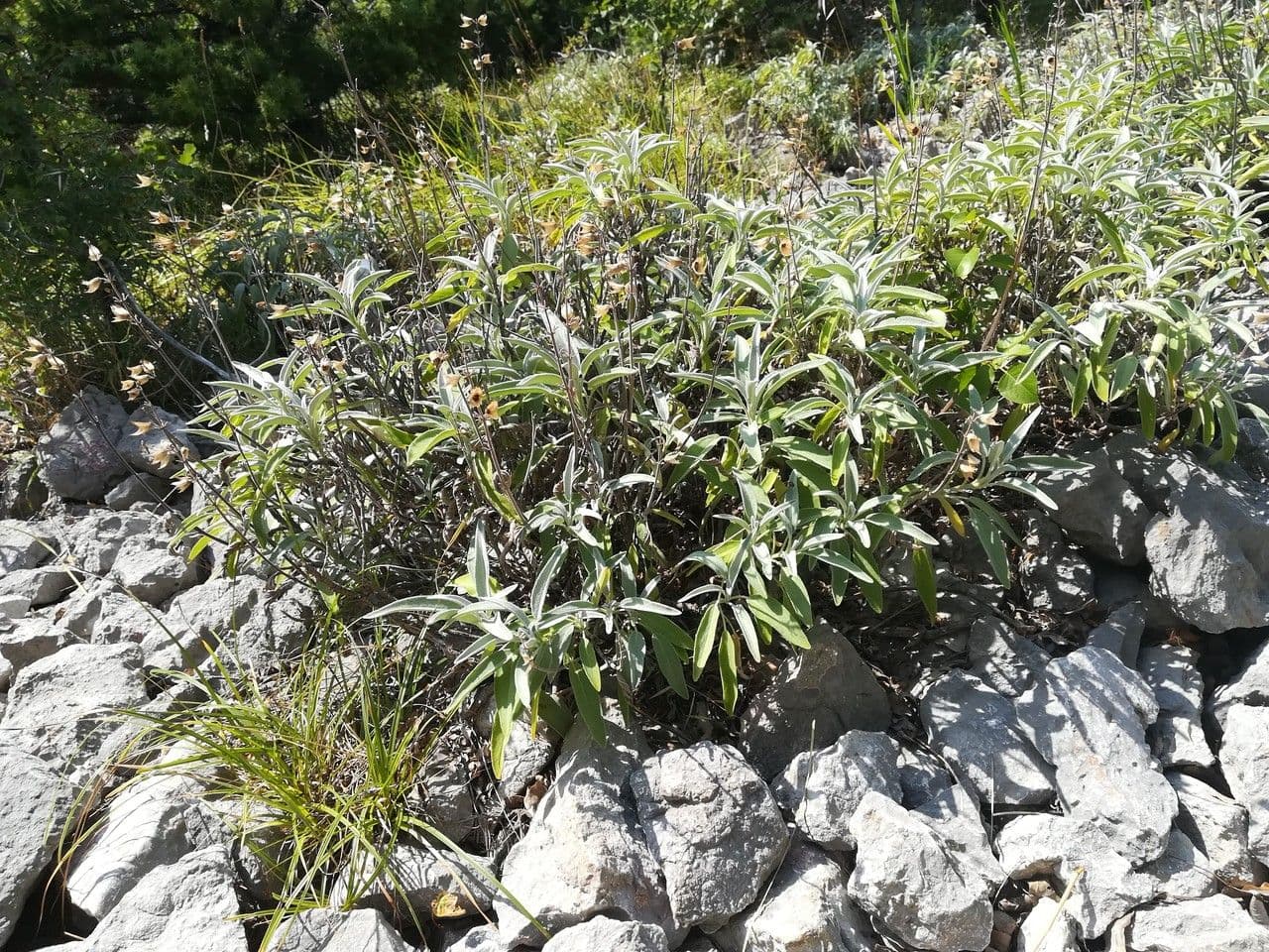 Šalvia lekárska 12