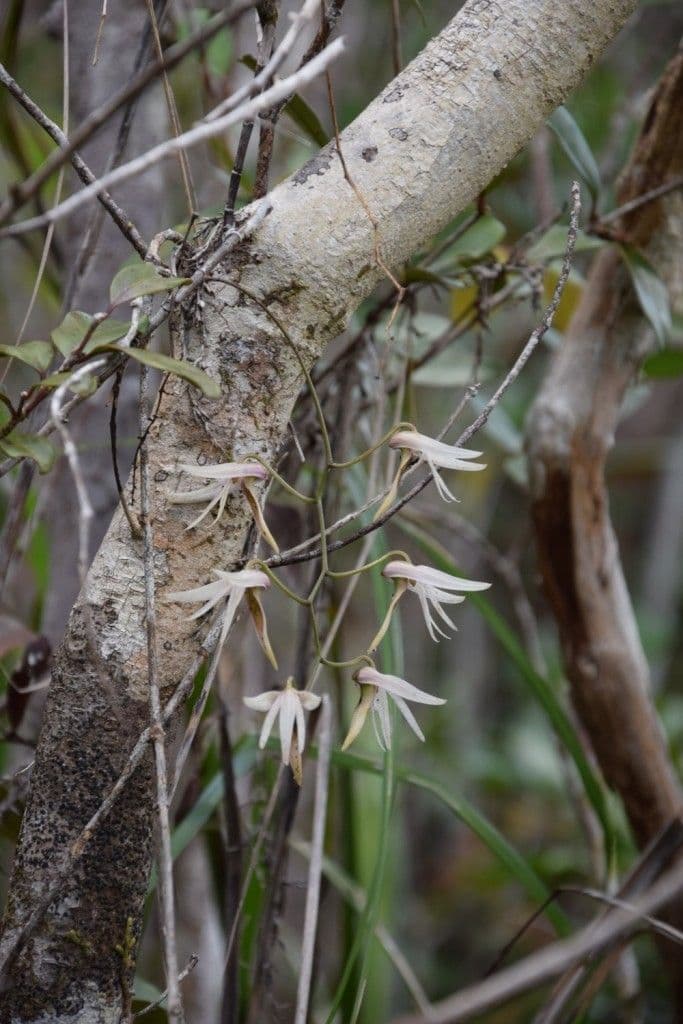 Dendrobium 13