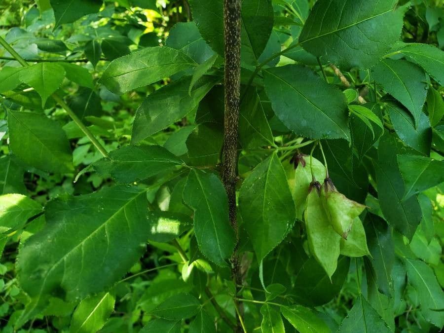 Staphylea trifolia 25