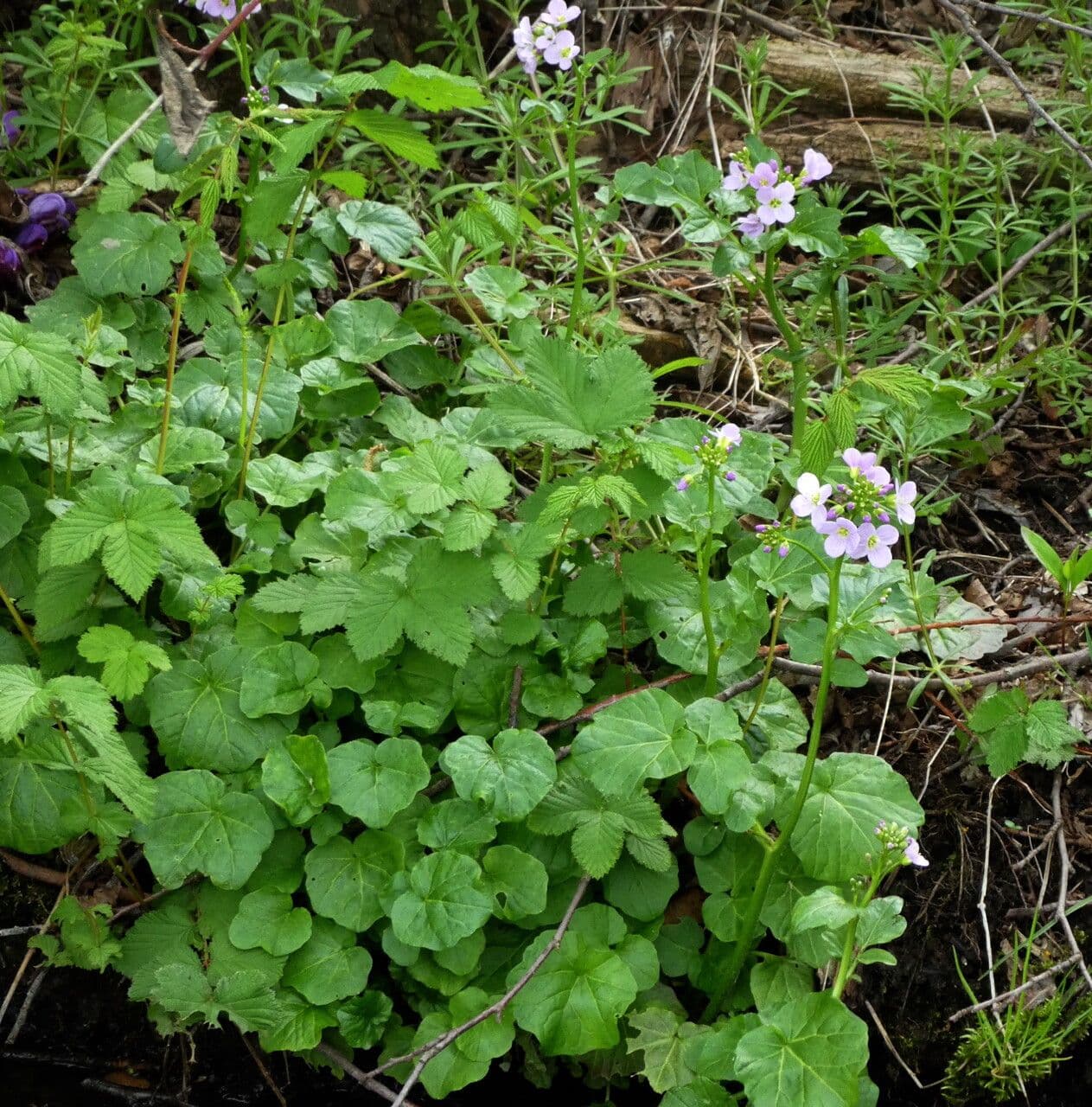 Cardamine raphanifolia 24