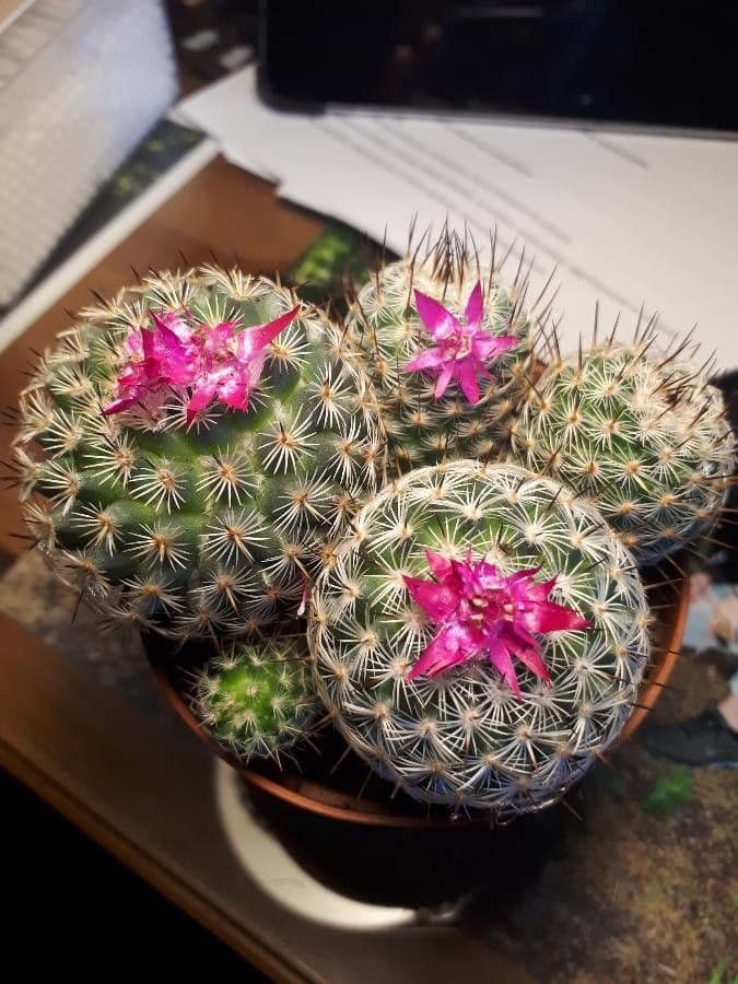 Mammillaria 4
