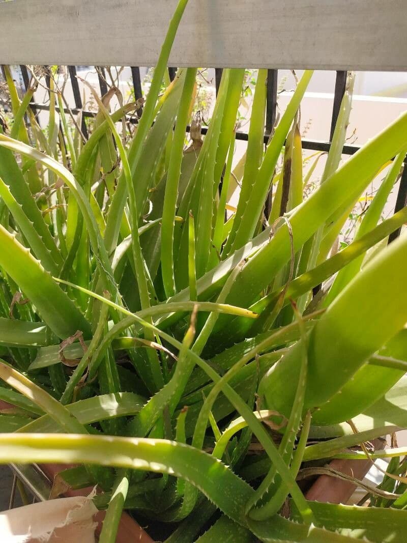 Echte Aloe 16