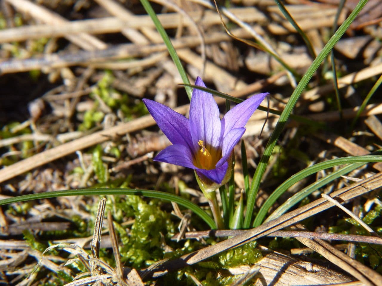Romulea bulbocodium 12