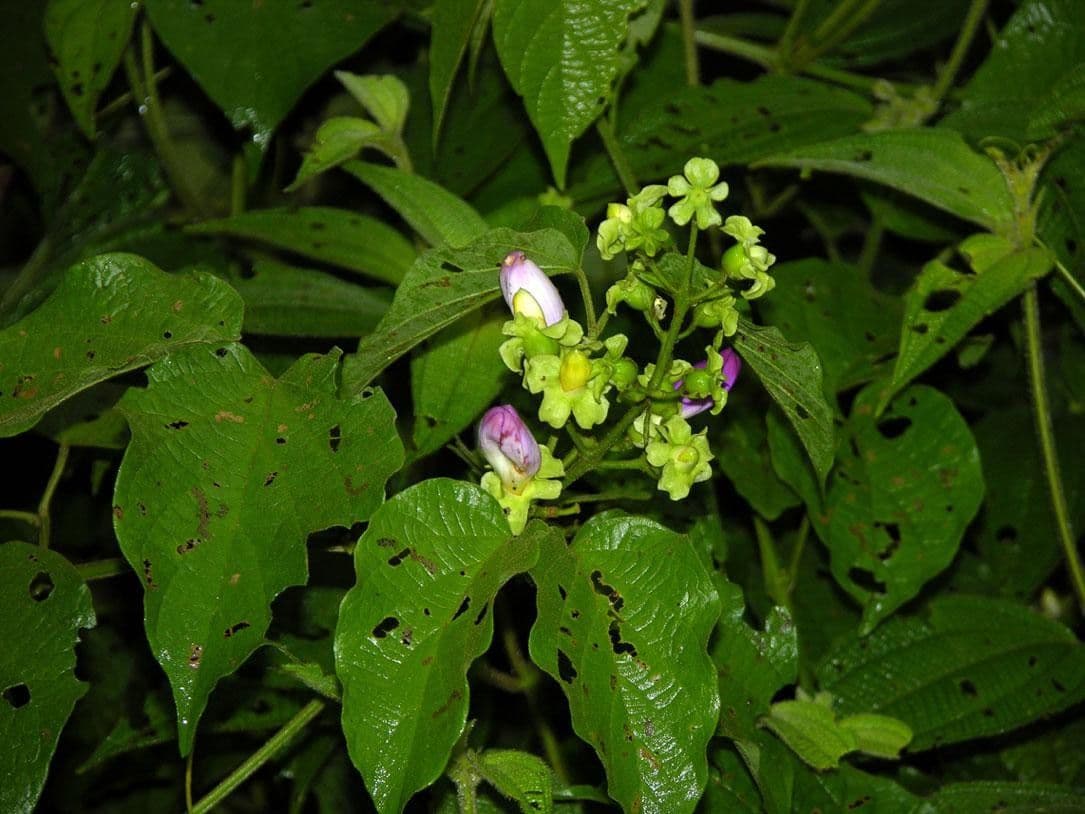 Amphilophium paniculato 9
