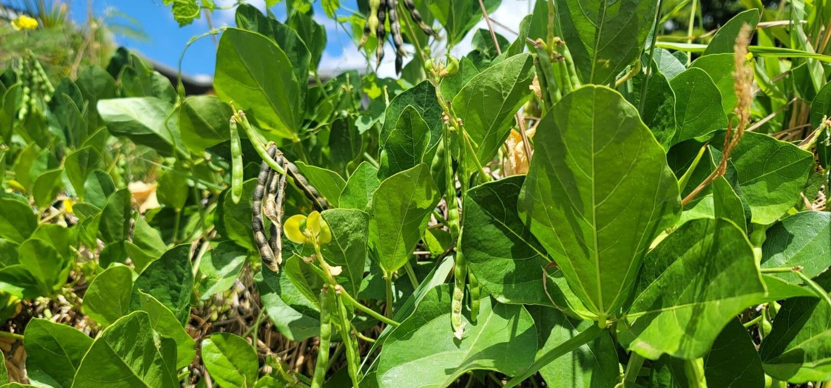 Vigna