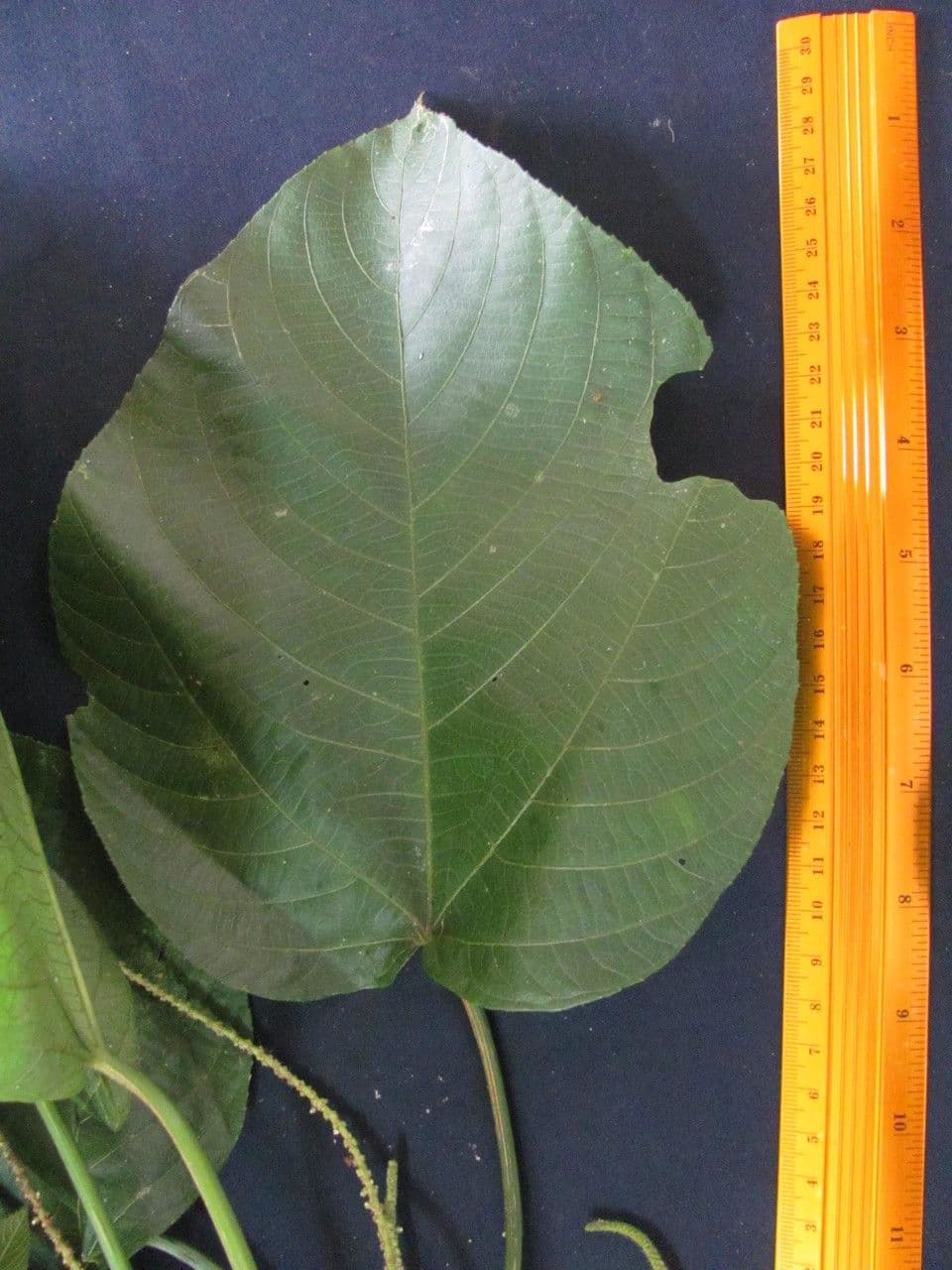 Acalypha a spiga grande 28