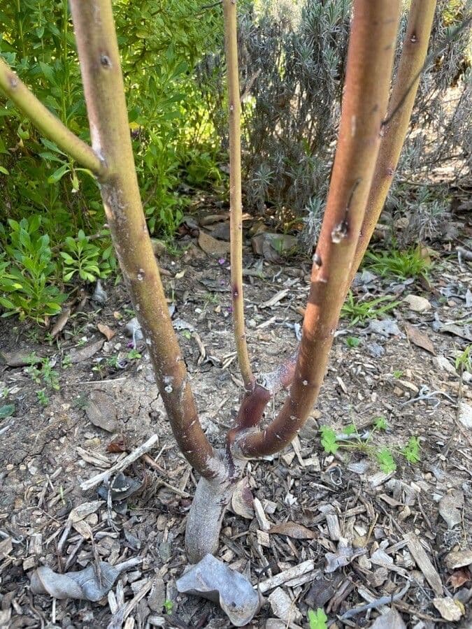 Gomphocarpus physocarpus 23