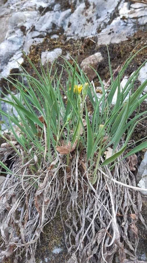 Scorzonera austriaca 15