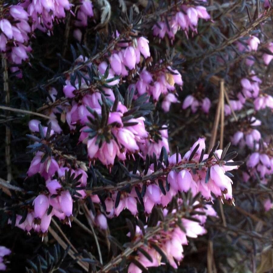 Graue Heide 9