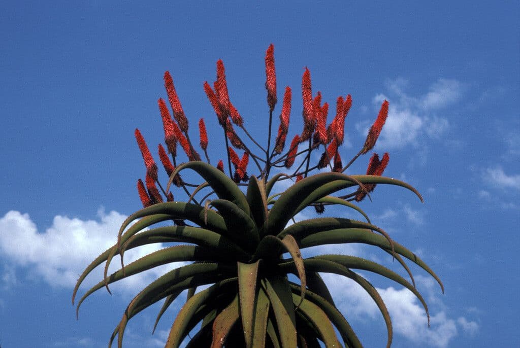 Aloe 3