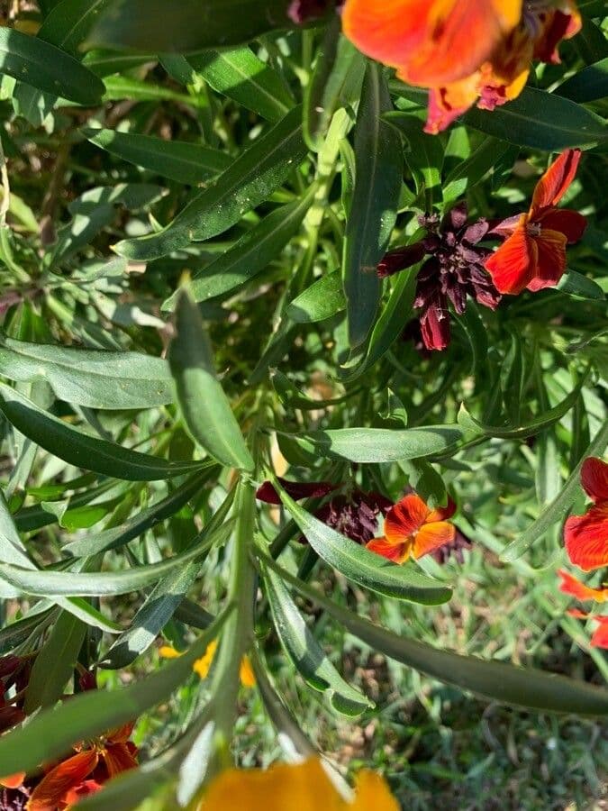 Erysimum 12